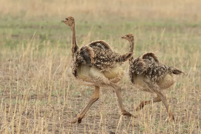 Framed Print : Two Masai ostrich (Struthio camelus massaicus) chicks running, Tarangire National Park, Tanzania Framed Print : Two Masai ostrich (Struthio camelus massaicus) chicks running, Tarangire National Park, Tanzania