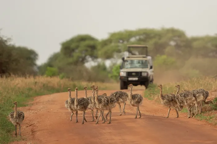Framed Print : Masai ostrich (Struthio camelus massaicus) chicks walking along dirt road with tourist vehicle in background, Tarangire National Park, Tanzania Framed Print : Masai ostrich (Struthio camelus massaicus) chicks walking along dirt road with tourist vehicle in background, Tarangire National Park, Tanzania