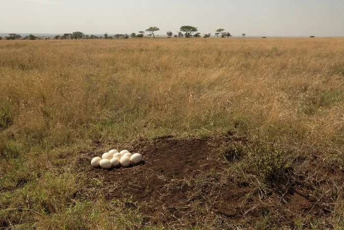 Framed Print : Masai ostrich (Struthio camelus massaicus) eggs in nest, Serengeti National Park, Tanzania Framed Print : Masai ostrich (Struthio camelus massaicus) eggs in nest, Serengeti National Park, Tanzania