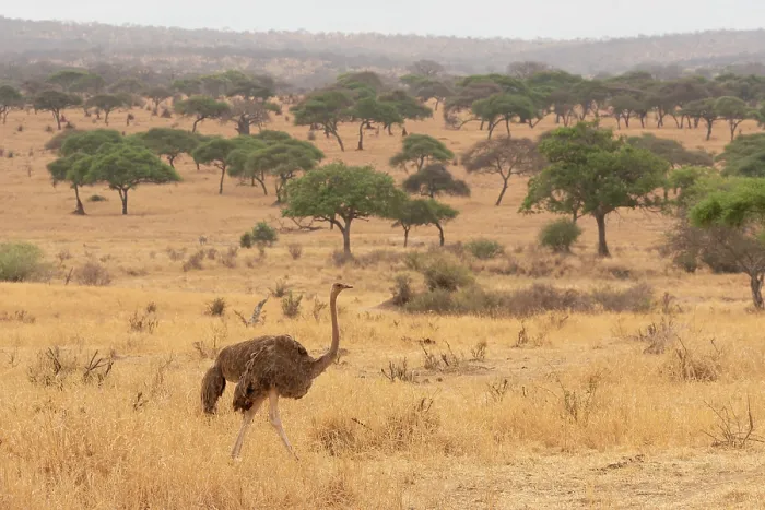 Framed Print : Masai ostrich (Struthio camelus massaicus) female, walking towards nest site, Tarangire National Park, Tanzania Framed Print : Masai ostrich (Struthio camelus massaicus) female, walking towards nest site, Tarangire National Park, Tanzania