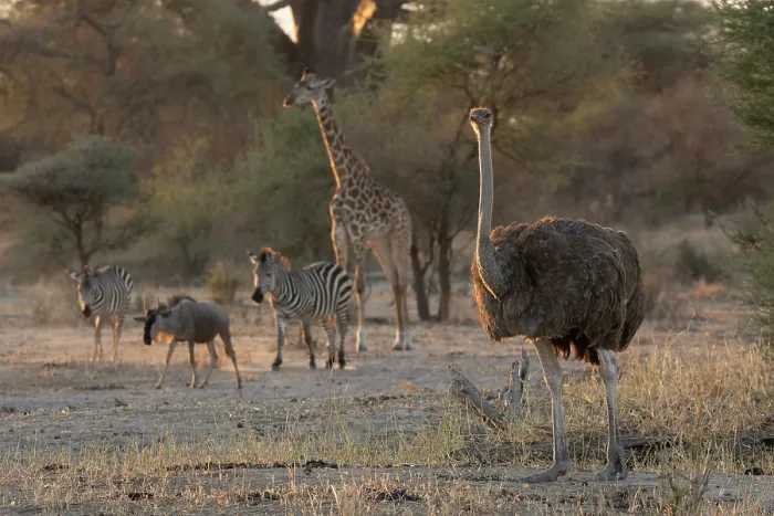 Framed Print : Masai ostrich (Struthio camelus massaicus) female, with Masai giraffe (Giraffa camelopardalis tippelskirchi) and Zebra (Equus quagga) behind in evening light Framed Print : Masai ostrich (Struthio camelus massaicus) female, with Masai giraffe (Giraffa camelopardalis tippelskirchi) and Zebra (Equus quagga) behind in evening light