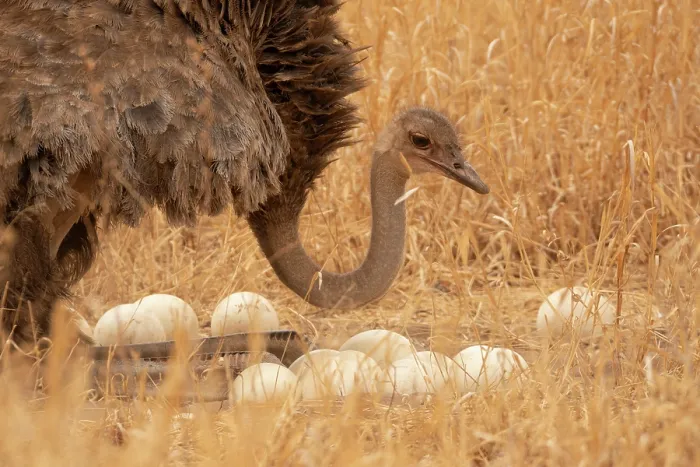 Framed Print : Masai ostrich (Struthio camelus massaicus) female, sitting on heels at nest, arranging eggs, Tarangire National Park, Tanzania Framed Print : Masai ostrich (Struthio camelus massaicus) female, sitting on heels at nest, arranging eggs, Tarangire National Park, Tanzania