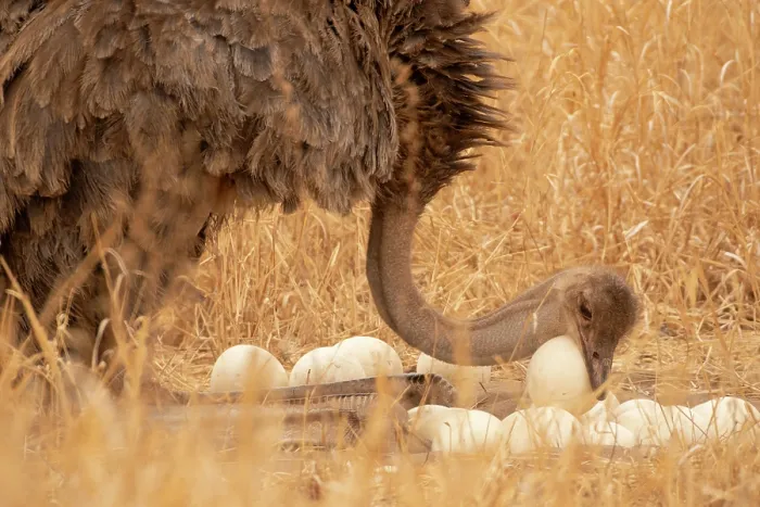 Framed Print : Masai ostrich (Struthio camelus massaicus) female, sitting on heels at nest, arranging eggs, Tarangire National Park, Tanzania Framed Print : Masai ostrich (Struthio camelus massaicus) female, sitting on heels at nest, arranging eggs, Tarangire National Park, Tanzania