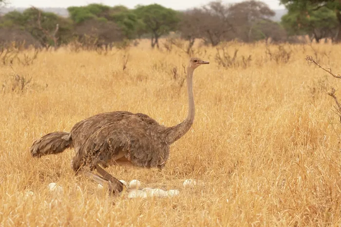 Framed Print : Masai ostrich (Struthio camelus massaicus) female, sitting down on eggs, Tarangire National Park, Tanzania Framed Print : Masai ostrich (Struthio camelus massaicus) female, sitting down on eggs, Tarangire National Park, Tanzania