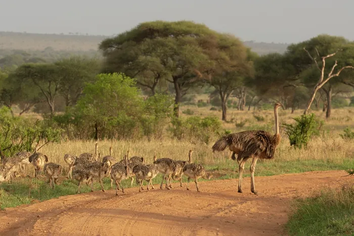 Framed Print : Masai ostrich (Struthio camelus massaicus) female with chicks crossing dirt road, Tarangire National Park, Tanzania Framed Print : Masai ostrich (Struthio camelus massaicus) female with chicks crossing dirt road, Tarangire National Park, Tanzania