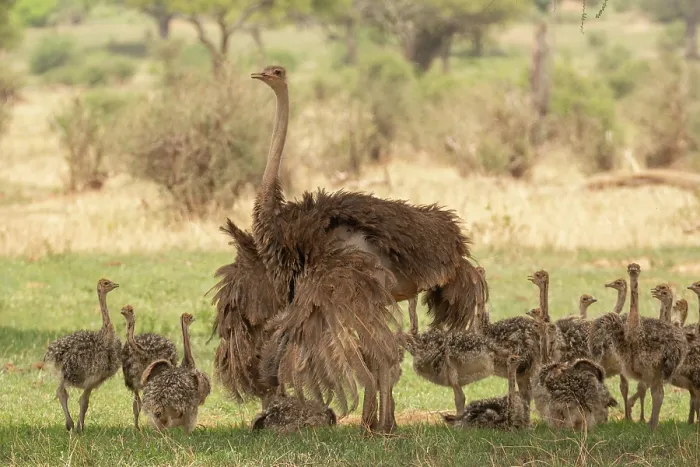 Framed Print : Masai ostrich (Struthio camelus massaicus) female and chicks resting in shade of tree, Tarangire National Park, Tanzania Framed Print : Masai ostrich (Struthio camelus massaicus) female and chicks resting in shade of tree, Tarangire National Park, Tanzania
