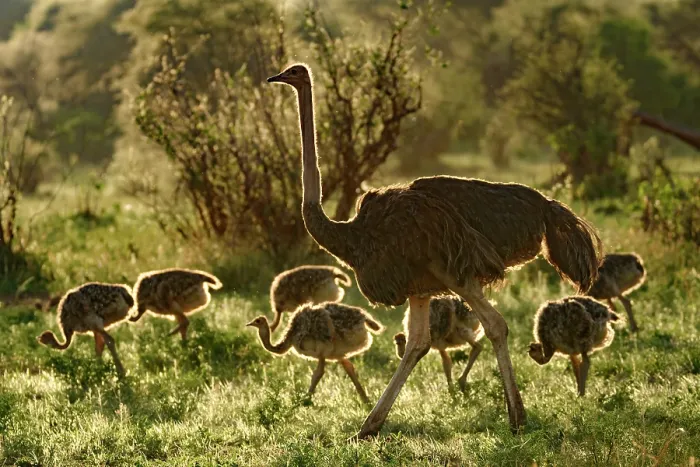 Framed Print : Masai ostrich (Struthio camelus massaicus) female with chicks walking in bushland, Tarangire National Park, Tanzania Framed Print : Masai ostrich (Struthio camelus massaicus) female with chicks walking in bushland, Tarangire National Park, Tanzania