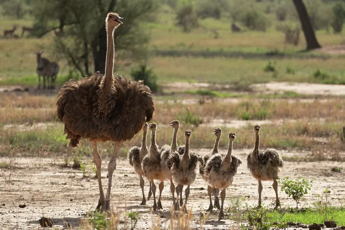 Framed Print : Masai ostrich (Struthio camelus massaicus) female with chicks walking over dry ground, Tarangire National Park, Tanzania Framed Print : Masai ostrich (Struthio camelus massaicus) female with chicks walking over dry ground, Tarangire National Park, Tanzania