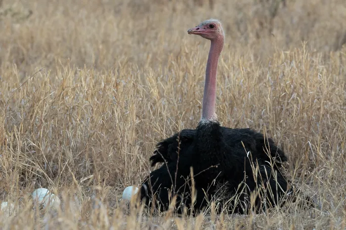 Framed Print : Masai ostrich (Struthio camelus massaicus) male, sitting on nest incubating eggs, Tarangire National Park, Tanzania Framed Print : Masai ostrich (Struthio camelus massaicus) male, sitting on nest incubating eggs, Tarangire National Park, Tanzania