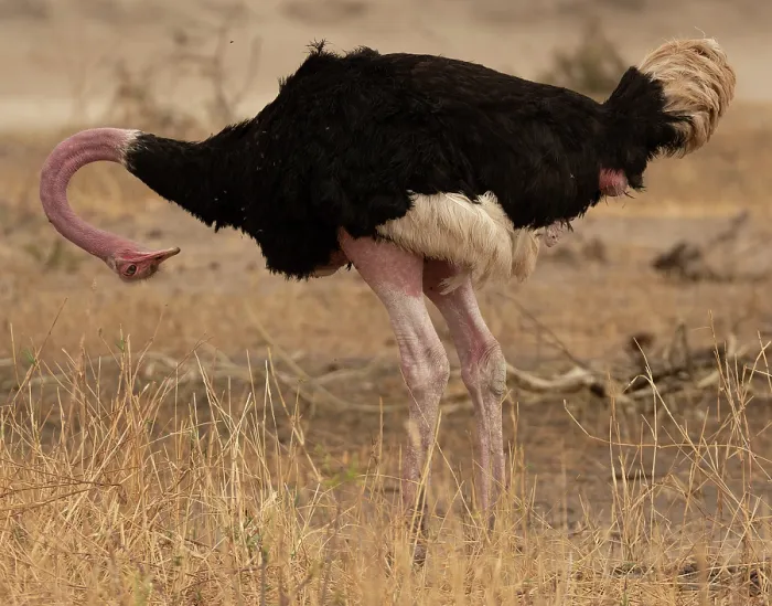 Framed Print : Masai ostrich (Struthio camelus massaicus) male, preening, Tarangire National Park, Tanzania