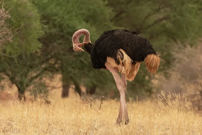 Framed Print : Masai ostrich (Struthio camelus massaicus) male, preening, Tarangire National Park, Tanzania