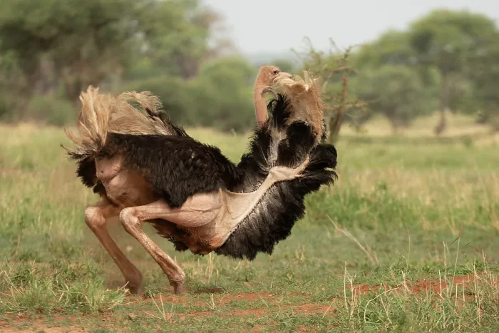 Framed Print : Masai ostrich (Struthio camelus massaicus) male, dust bathing, Tarangire National Park, Tanzania Framed Print : Masai ostrich (Struthio camelus massaicus) male, dust bathing, Tarangire National Park, Tanzania