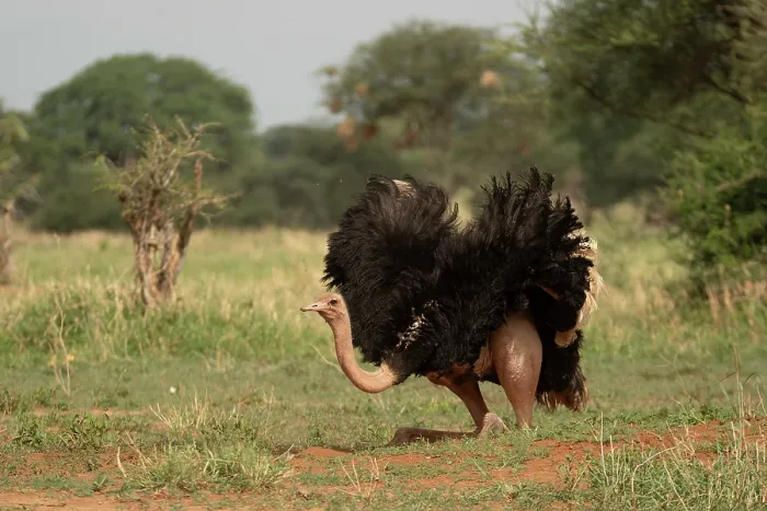 Framed Print : Masai ostrich (Struthio camelus massaicus) male, dust bathing, Tarangire National Park, Tanzania
