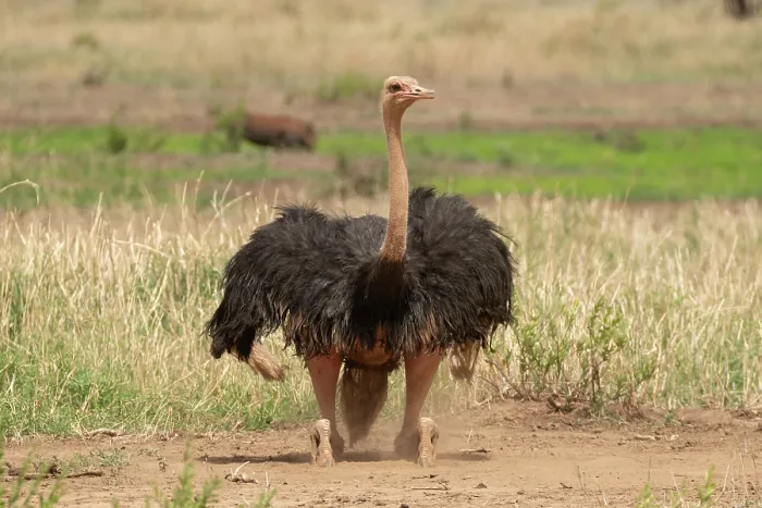 Framed Print : Masai ostrich (Struthio camelus massaicus) male, standing up after dust bathing, Tarangire National Park, Tanzania Framed Print : Masai ostrich (Struthio camelus massaicus) male, standing up after dust bathing, Tarangire National Park, Tanzania