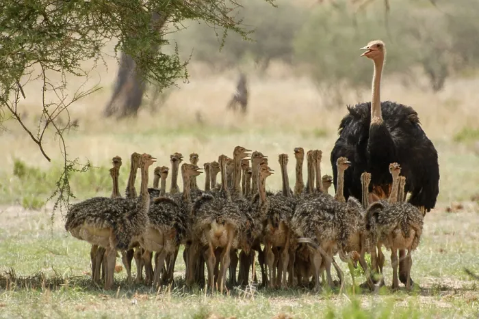 Framed Print : Masai ostrich (Struthio camelus massaicus) male with brood of chicks resting in the shade of a tree, Tarangire National Park, Tanzania Framed Print : Masai ostrich (Struthio camelus massaicus) male with brood of chicks resting in the shade of a tree, Tarangire National Park, Tanzania