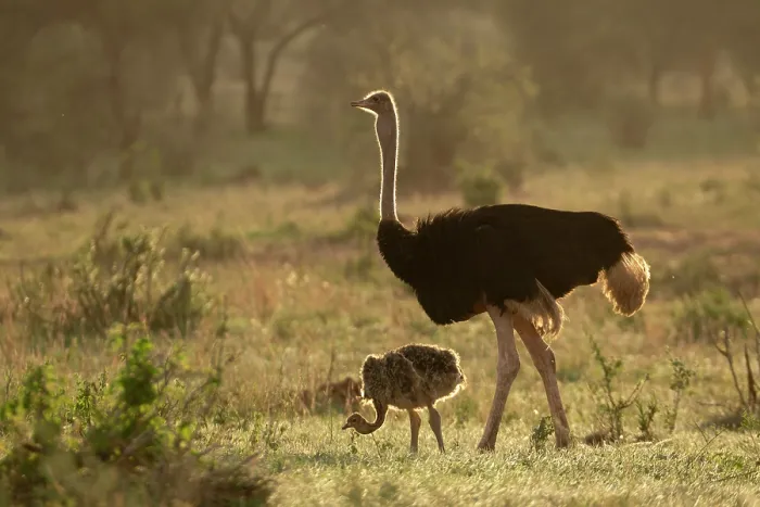 Framed Print : Masai ostrich (Struthio camelus massaicus) male with chick, Tarangire National Park, Tanzania Framed Print : Masai ostrich (Struthio camelus massaicus) male with chick, Tarangire National Park, Tanzania