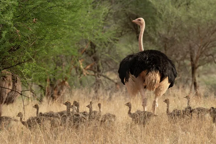 Framed Print : Masai ostrich (Struthio camelus massaicus) male with chicks walking through long grass, Tarangire National Park, Tanzania Framed Print : Masai ostrich (Struthio camelus massaicus) male with chicks walking through long grass, Tarangire National Park, Tanzania