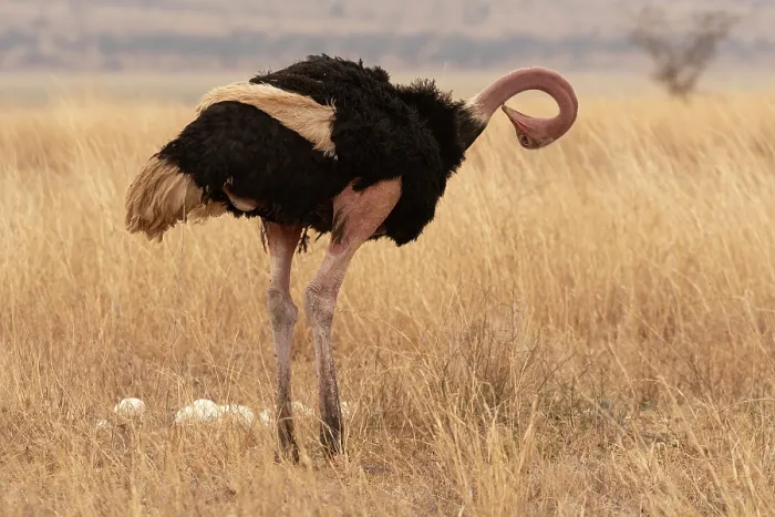 Framed Print : Masai ostrich (Struthio camelus massaicus) standing near eggs in nest, preening, Tarangire National Park, Tanzania Framed Print : Masai ostrich (Struthio camelus massaicus) standing near eggs in nest, preening, Tarangire National Park, Tanzania