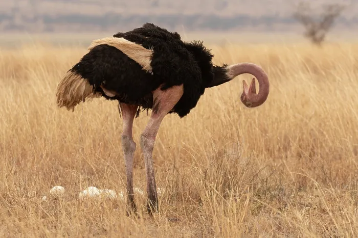 Framed Print : Masai ostrich (Struthio camelus massaicus) standing near eggs in nest, preening, Tarangire National Park, Tanzania Framed Print : Masai ostrich (Struthio camelus massaicus) standing near eggs in nest, preening, Tarangire National Park, Tanzania