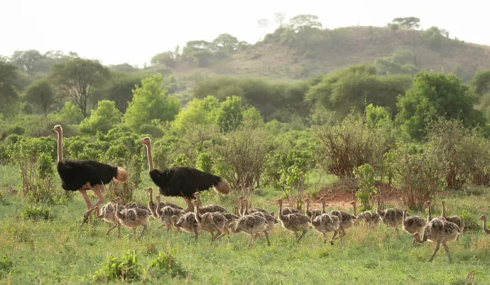 Framed Print : Two Masai ostriches (Struthio camelus massaicus) male, with brood of chicks, Tarangire National Park, Tanzania Framed Print : Two Masai ostriches (Struthio camelus massaicus) male, with brood of chicks, Tarangire National Park, Tanzania