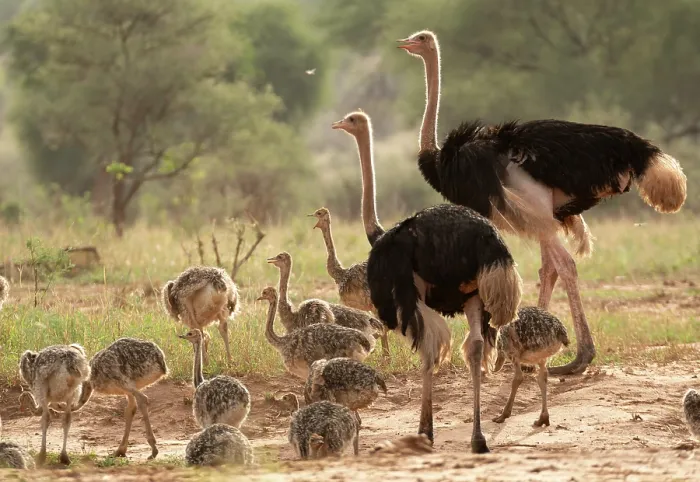 Framed Print : Two Masai ostriches (Struthio camelus massaicus) male, watching over brood of chicks, Tarangire National Park, Tanzania Framed Print : Two Masai ostriches (Struthio camelus massaicus) male, watching over brood of chicks, Tarangire National Park, Tanzania