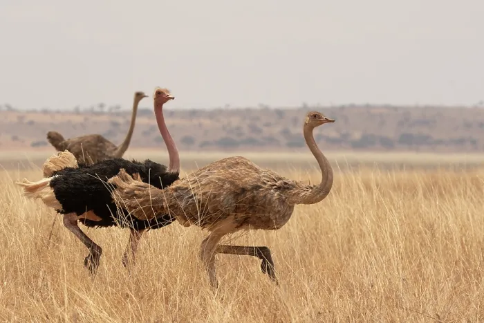 Framed Print : Masai ostriches (Struthio camelus massaicus) male chasing female, with another female behind, Tarangire National Park, Tanzania Framed Print : Masai ostriches (Struthio camelus massaicus) male chasing female, with another female behind, Tarangire National Park, Tanzania