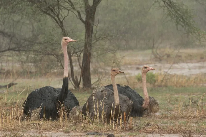Framed Print : Three Masai ostriches (Struthio camelus massaicus) two males and female, resting on ground during thunderstorm with chicks sheltering under wings of adults Framed Print : Three Masai ostriches (Struthio camelus massaicus) two males and female, resting on ground during thunderstorm with chicks sheltering under wings of adults