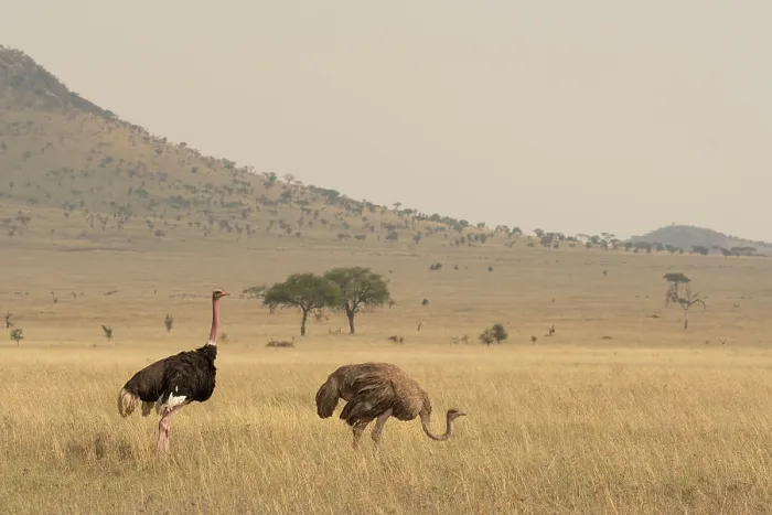 Framed Print : Masai ostriches (Struthio camelus massaicus) pair, standing in nesting territory during egg-laying phase, Serengeti National Park, Tanzania Framed Print : Masai ostriches (Struthio camelus massaicus) pair, standing in nesting territory during egg-laying phase, Serengeti National Park, Tanzania