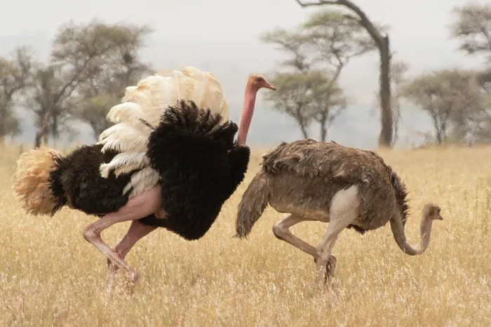 Framed Print : Masai ostriches (Struthio camelus massaicus) pair, male displaying during courtship, Serengeti National Park, Tanzania Framed Print : Masai ostriches (Struthio camelus massaicus) pair, male displaying during courtship, Serengeti National Park, Tanzania