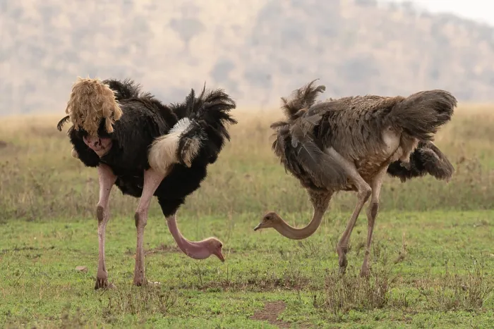 Framed Print : Masai ostriches (Struthio camelus massaicus) pair, feeding, Serengeti National Park, Tanzania Framed Print : Masai ostriches (Struthio camelus massaicus) pair, feeding, Serengeti National Park, Tanzania