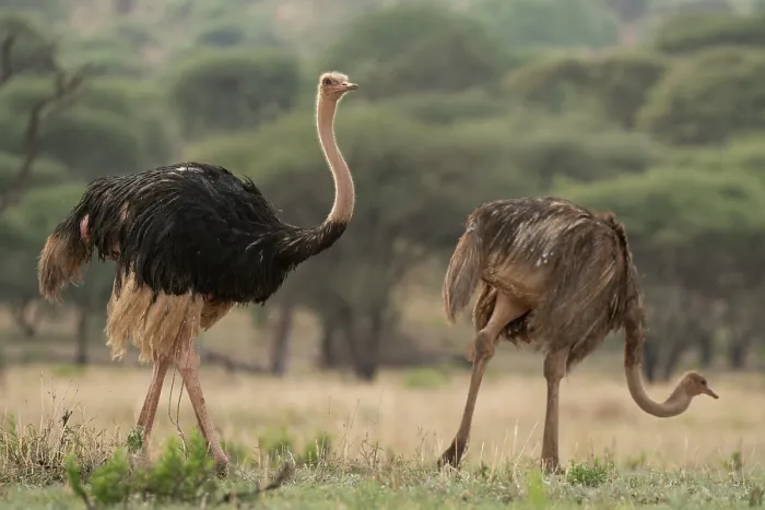 Framed Print : Masai ostriches (Struthio camelus massaicus) pair, with wet plumage after rainfall, Tarangire National Park, Tanzania Framed Print : Masai ostriches (Struthio camelus massaicus) pair, with wet plumage after rainfall, Tarangire National Park, Tanzania
