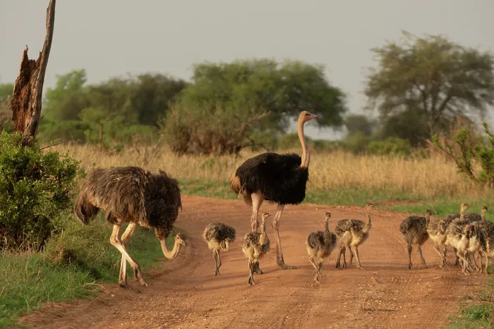 Framed Print : Masai ostriches (Struthio camelus massaicus) pair with chicks crossing dirt road, Tarangire National Park, Tanzania Framed Print : Masai ostriches (Struthio camelus massaicus) pair with chicks crossing dirt road, Tarangire National Park, Tanzania