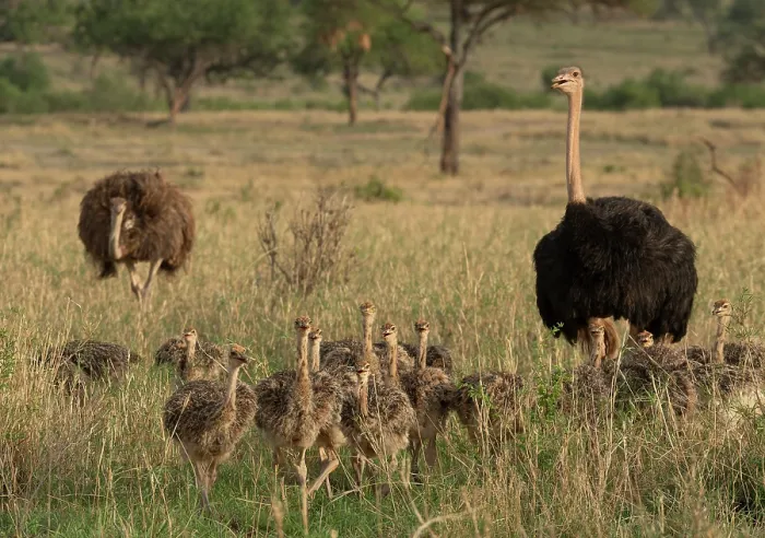 Framed Print : Masai ostriches (Struthio camelus massaicus) pair with chicks walking through grassland, Tarangire National Park, Tanzania Framed Print : Masai ostriches (Struthio camelus massaicus) pair with chicks walking through grassland, Tarangire National Park, Tanzania