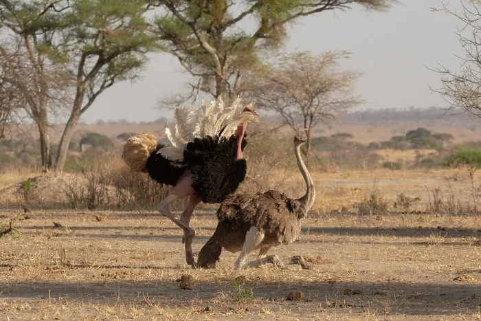 Framed Print : Masai ostriches (Struthio camelus massaicus) pair mating, Tarangire National Park, Tanzania Framed Print : Masai ostriches (Struthio camelus massaicus) pair mating, Tarangire National Park, Tanzania