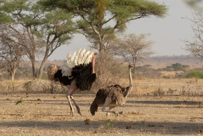 Framed Print : Masai ostriches (Struthio camelus massaicus) pair mating, Tarangire National Park, Tanzania