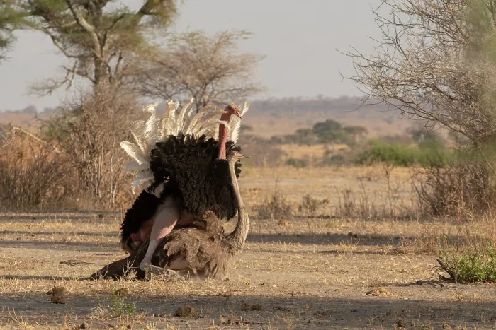 Framed Print : Masai ostriches (Struthio camelus massaicus) pair mating, Tarangire National Park, Tanzania Framed Print : Masai ostriches (Struthio camelus massaicus) pair mating, Tarangire National Park, Tanzania