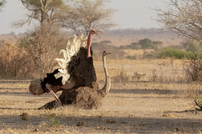 Framed Print : Masai ostriches (Struthio camelus massaicus) pair mating, Tarangire National Park, Tanzania Framed Print : Masai ostriches (Struthio camelus massaicus) pair mating, Tarangire National Park, Tanzania
