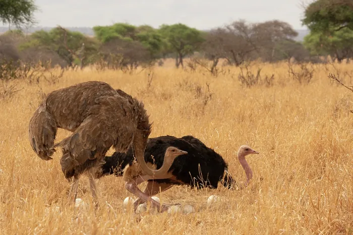 Framed Print : Masai ostriches (Struthio camelus massaicus) pair at nest, incubation changeover, male to female, Tarangire National Park Tanzania Framed Print : Masai ostriches (Struthio camelus massaicus) pair at nest, incubation changeover, male to female, Tarangire National Park Tanzania