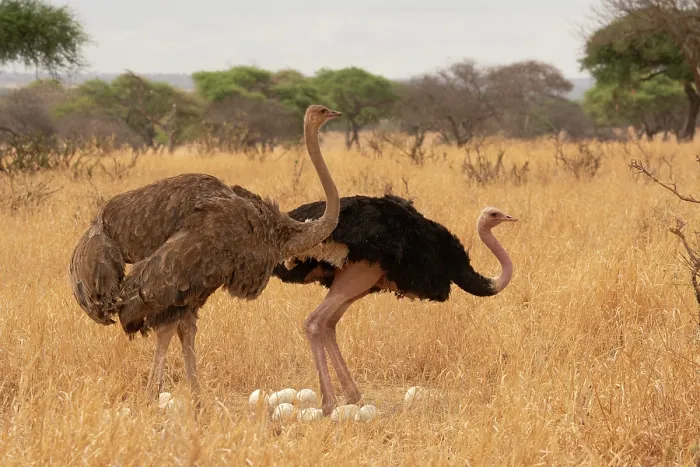 Framed Print : Masai ostriches (Struthio camelus massaicus) pair at nest, incubation changeover, male to female, Tarangire National Park Tanzania Framed Print : Masai ostriches (Struthio camelus massaicus) pair at nest, incubation changeover, male to female, Tarangire National Park Tanzania