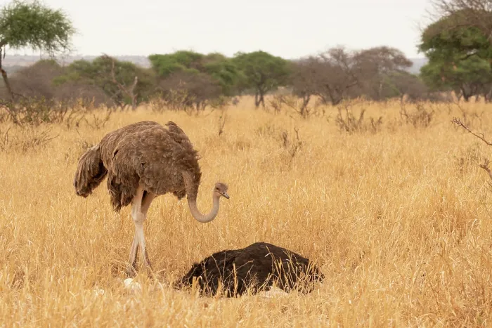 Framed Print : Masai ostriches (Struthio camelus massaicus) pair at nest, incubation changeover, male to female, Tarangire National Park Tanzania Framed Print : Masai ostriches (Struthio camelus massaicus) pair at nest, incubation changeover, male to female, Tarangire National Park Tanzania