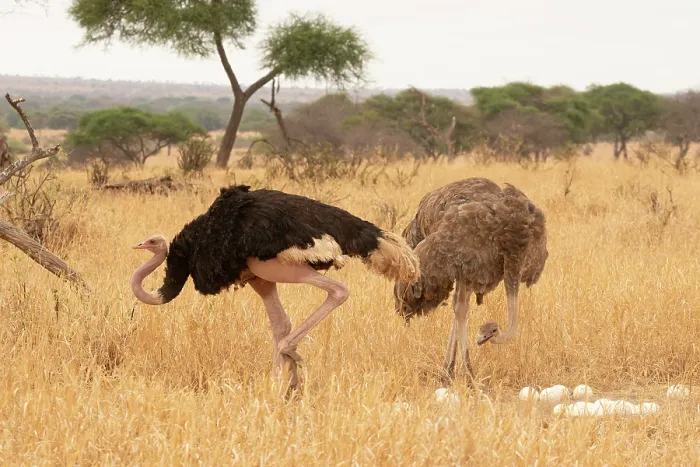 Framed Print : Masai ostriches (Struthio camelus massaicus) pair at nest, incubation changeover, male to female, Tarangire National Park Tanzania Framed Print : Masai ostriches (Struthio camelus massaicus) pair at nest, incubation changeover, male to female, Tarangire National Park Tanzania
