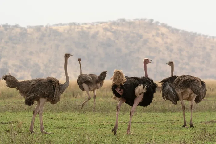 Framed Print : Masai ostriches (Struthio camelus massaicus) pair with two satellite females in nesting territory, Serengeti National Park, Tanzania Framed Print : Masai ostriches (Struthio camelus massaicus) pair with two satellite females in nesting territory, Serengeti National Park, Tanzania