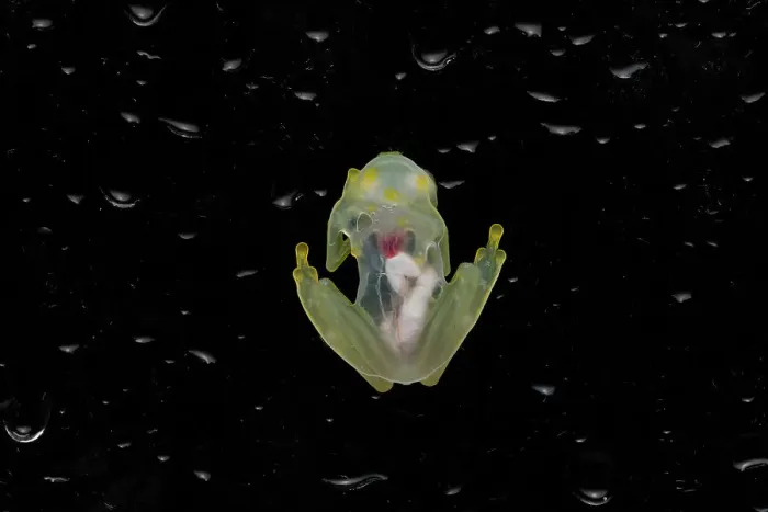 Framed Print : Mashpi glassfrog (Hyalinobatrachium mashpi) underside, internal organs visible. Captive, occurs in Ecuador Framed Print : Mashpi glassfrog (Hyalinobatrachium mashpi) underside, internal organs visible. Captive, occurs in Ecuador