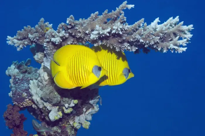 Framed Print : Masked butterflyfish (Chaetodon semilarvatus) with acropora coral. Egypt, Red Sea