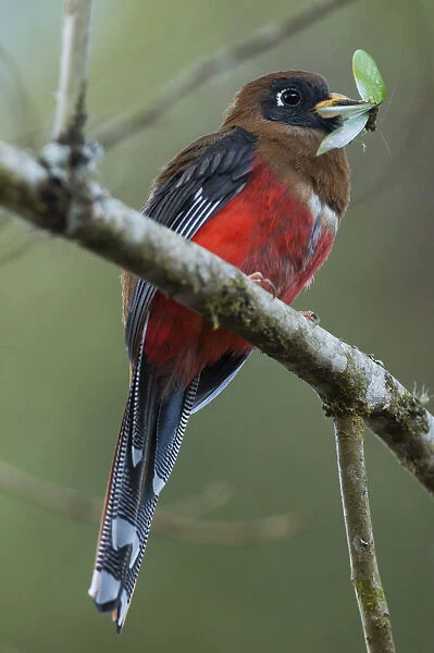 Masked trogon (Trogon personatus) with insect prey, Bellavista cloud forest private reserve