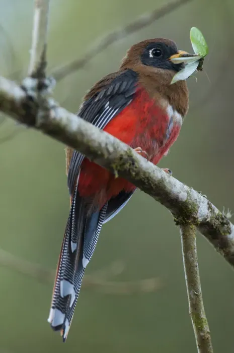 Framed Print : Masked trogon (Trogon personatus) with insect prey, Bellavista cloud forest private reserve Framed Print : Masked trogon (Trogon personatus) with insect prey, Bellavista cloud forest private reserve