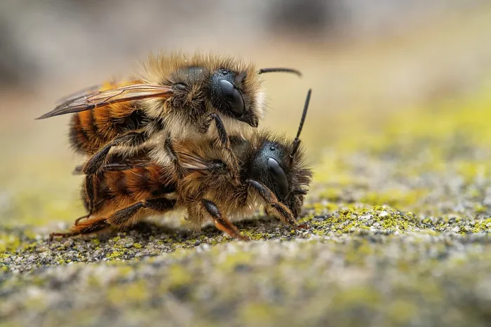 Framed Print : Mason bees (Osmia bicornis) pair mating, Lucerne, Switzerland. April. Focus stacked Image
