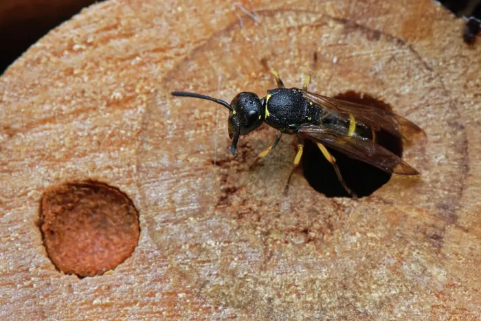Framed Print : Mason wasp (Ancistrocerus sp.) female, emerging from its nest hole in an insect hotel, Wiltshire, London, UK. August