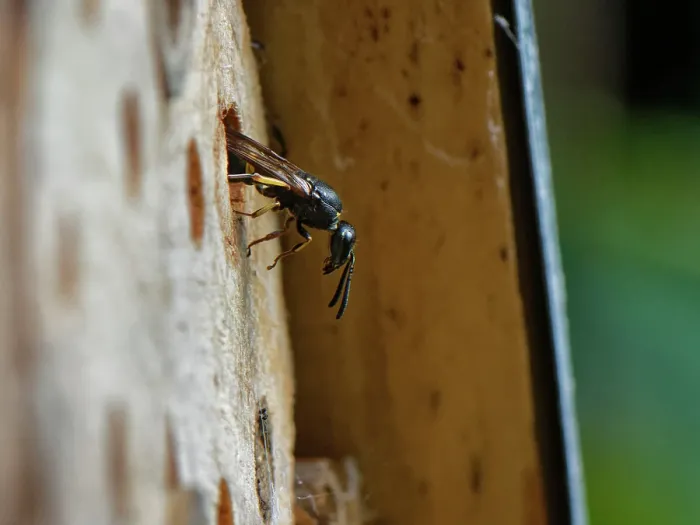 Framed Print : Mason wasp (Ancistrocerus sp.) female, emerging from its nest hole in an insect hotel, Wiltshire, England, UK. August Framed Print : Mason wasp (Ancistrocerus sp.) female, emerging from its nest hole in an insect hotel, Wiltshire, England, UK. August