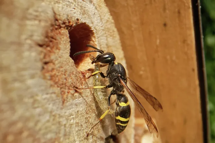 Framed Print : Mason wasp (Ancistrocerus sp.) female, entering its nest hole in an insect hotel with a caterpillar for its larvae to feed on, Wiltshire, England, UK. August Framed Print : Mason wasp (Ancistrocerus sp.) female, entering its nest hole in an insect hotel with a caterpillar for its larvae to feed on, Wiltshire, England, UK. August